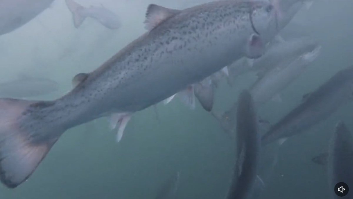 Nice video from another post showing Atlantic salmon in a typical net pen. Not crowded. Not stressed. In fact, we know there are optimum densities for best growth and health. Fish are schooling species and like having others around. They are actually stressed if densities are too… https://t.co/L7dzCv5ttZ https://t.co/CNCAjE1PIY