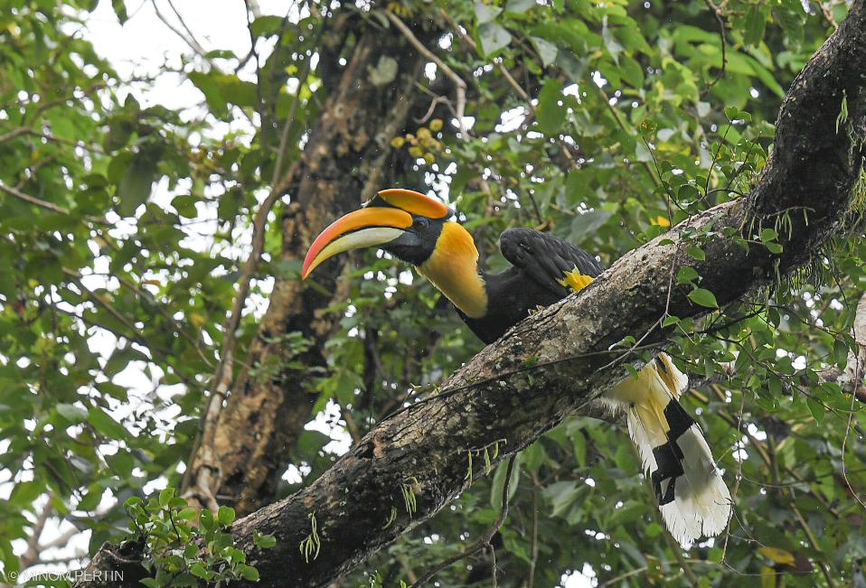 Great Hornbill
Namdapha National Park
<a href="/iucn_hornbills/">IUCN SSC Hornbill Specialist Group</a> <a href="/NamdaphaTR/">Namdapha National Park & Tiger Reserve</a> <a href="/birdsofhimalaya/">Himalayan Feathers</a> <a href="/birdsofindia/">Birds of India</a> <a href="/birdsaroundme/">Birds Around Me - Ashutosh Jhureley आशुतोष झुड़ेले</a> <a href="/AmazingNature00/">Amazing Nature</a> <a href="/NatureIn_Focus/">Nature inFocus</a> <a href="/Britnatureguide/">The British Nature Guide</a> <a href="/MyGovArunachal/">MyGov Arunachal Pradesh</a> <a href="/ArunForests/">Dept. of Environment, Forest & Climate Change, AP</a> <a href="/ArunachalTsm/">Arunachal Tourism</a>