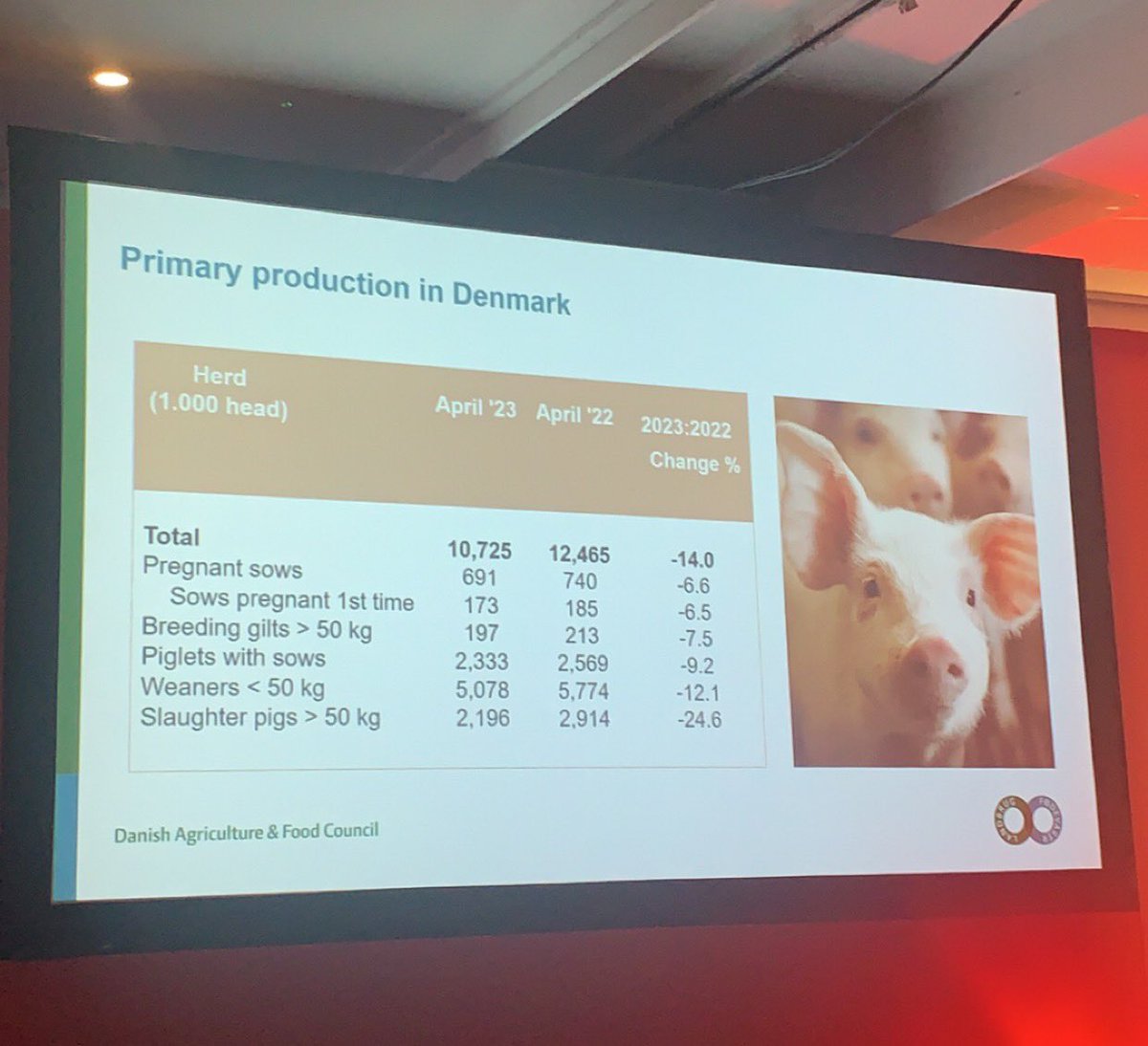 ShaneMcAuliffe1's tweet photo. Pig numbers published in Denmark yesterday - pig numbers down 14% and slaughter pigs down 25% - @CFinkHansen SEGES #pigstomorrow https://t.co/r7VkyCNQNN