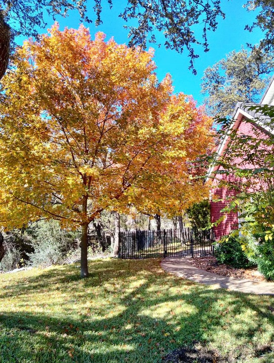elonalumni's tweet photo. Sara Lame '06 recently shared her sapling is thriving at her dad's house in Texas. "He loves this tree." Do you have an #Elonsapling story? Share it with us! And don't forget to let us know where your sapling is: https://t.co/V6RFg2ENcD 🌱 🌳#ElonAlumni https://t.co/eDBEPr8z6z