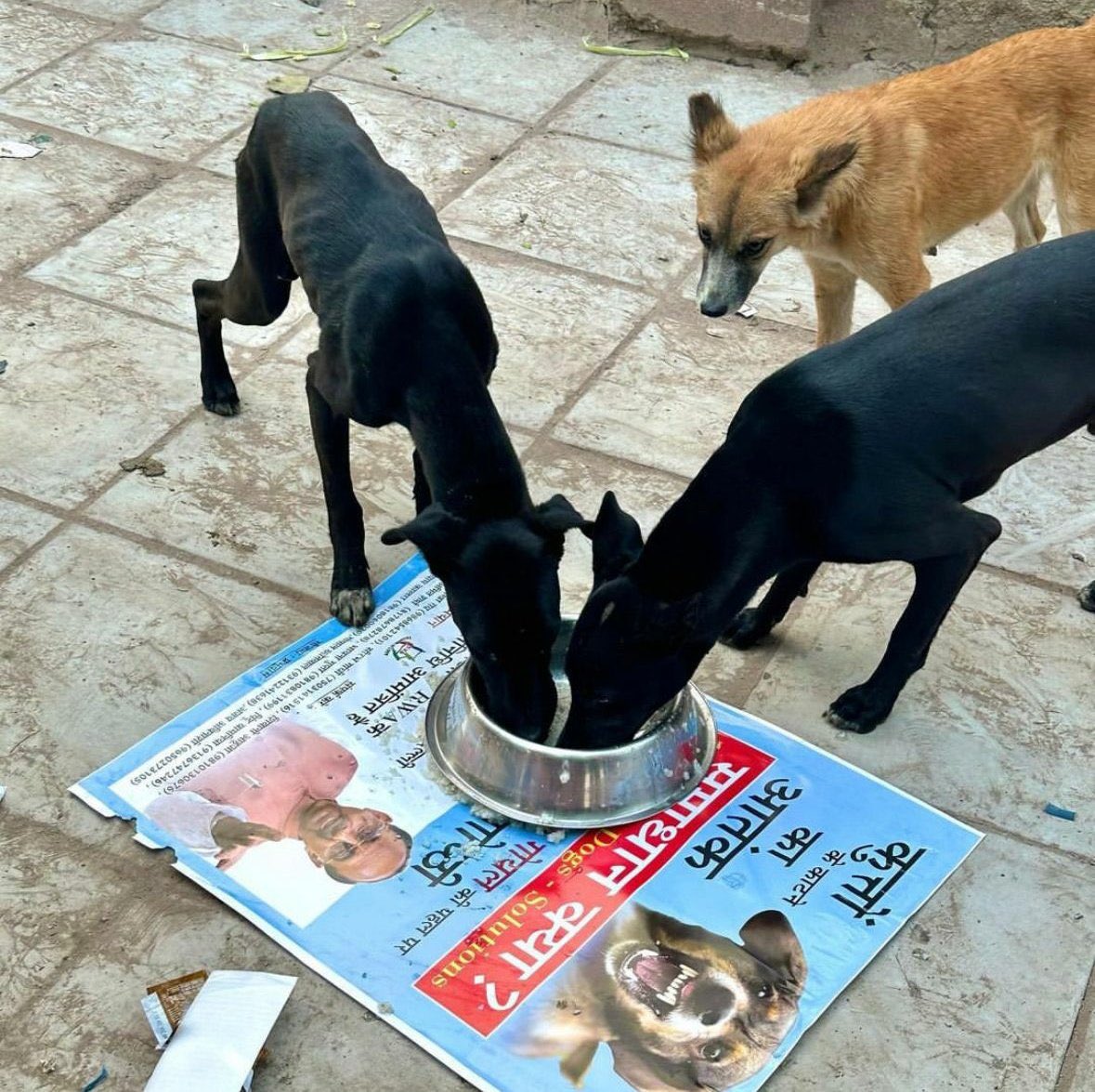 tarana2510's tweet photo. @AmbikaShukla15 @BhavreenMK @SunjayJK @AmritaNarlikar @apparrnnaa @Subytweets @sandy_khanda @Pfa_AntiCruelty @ItsMadhuriJain @Vandanaa12 @visually_kei Community देसीIndian Dogs enthusiastically join the
विचार गोष्ठी
Their participation is in the Best Spirit of Democracy-ALL stakeholders must be included
Wonderful!
#NotAwaraYeHumara
#IndiaUnitesforAnimalRights

CC @GitanjaliDas89 @Geeta_Mohan @ankupande @save_albert @advparth9s https://t.co/Y136weYX8U