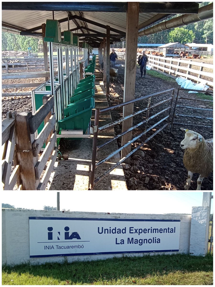 🗣️📣 Finalizó la 1er prueba de eficiencia de conversión, emisión de gas metano y genotipado de ADN . Participaron las cabañas que realizan evaluaciones genéticas de <a href="/TexelUruguay/">Texel Uruguay</a> 
🔜 Resultados de la prueba
🔝🧬🐑🥩
#larazaenconstantecrecimiento