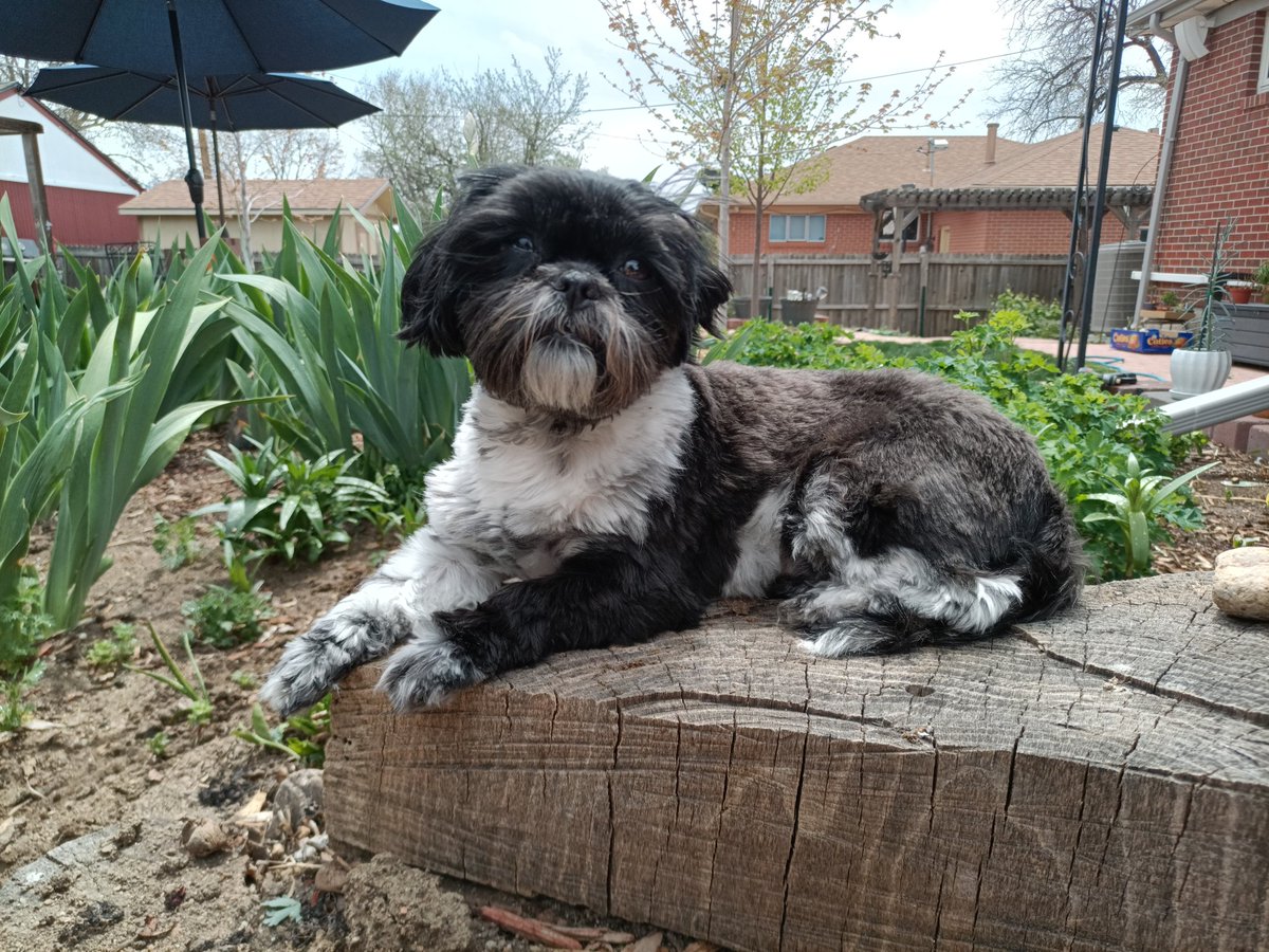 Salvage account tweet. Here's Molly