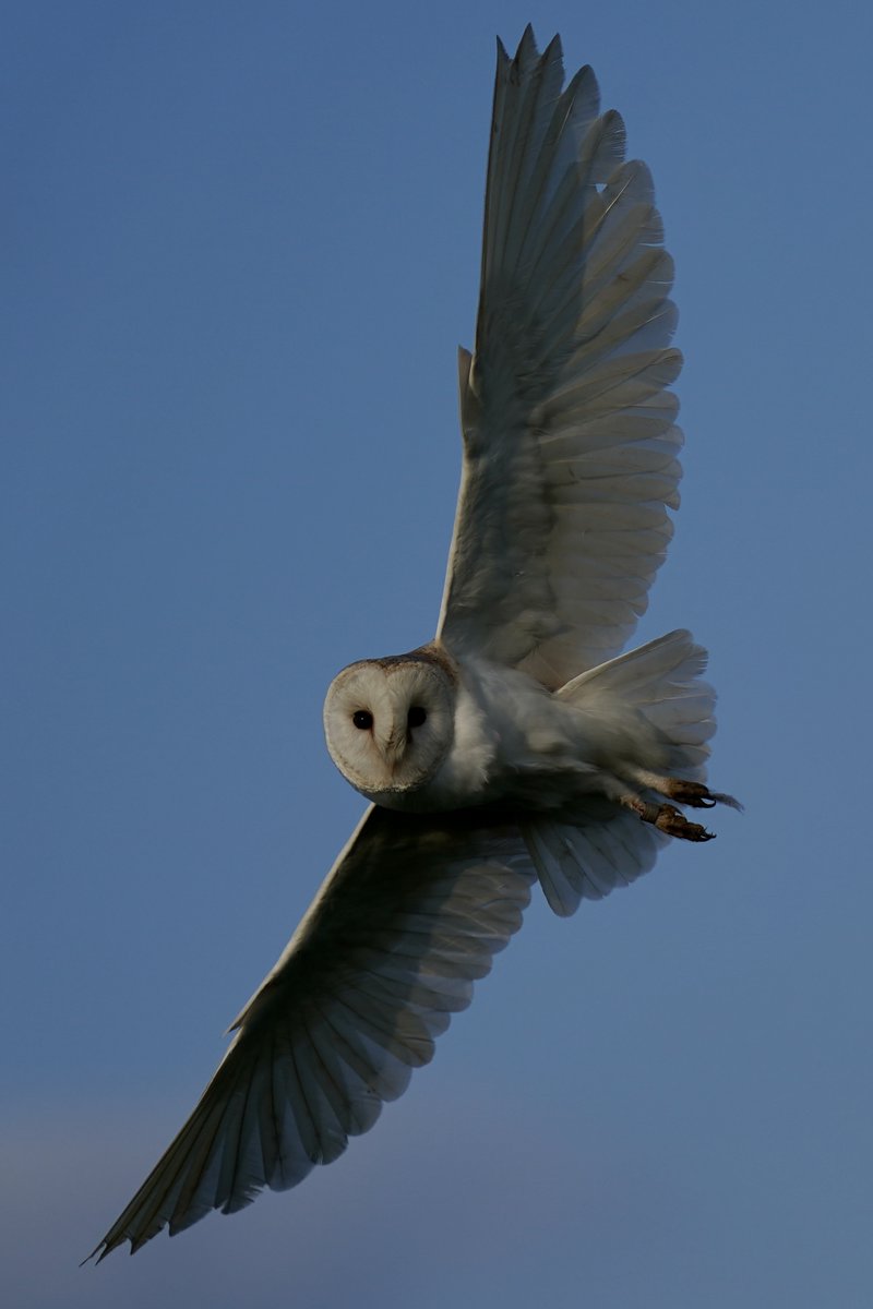 Suffolk Barn Owl (click portrait for viewing full screen)