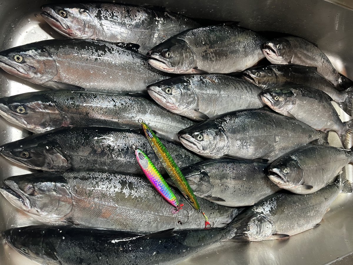 Sanpeee0106's tweet image. よく数えたら15本でした！🤣🤣

それにしても、13本は無双グリピンで、残る2本は猛者グリキンで…というSammys Dayになりました…！🤭

#マスマスサミーズ
#Sammys
#MUSO
#MOSA