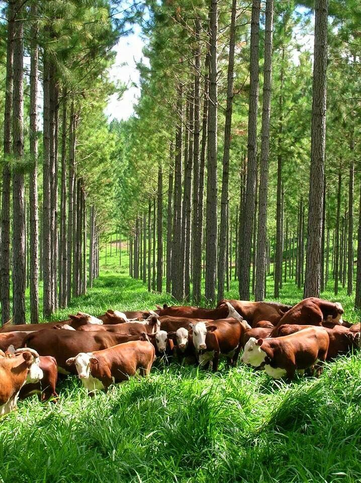 Ever heard of silvopasture systems?

It is the intentional planting of trees in pasture areas to provide shade and shelter for livestock as they feed 

This system helps reduce heat stress in animals, increase soil fertility, and provide additional income through sale of timber.