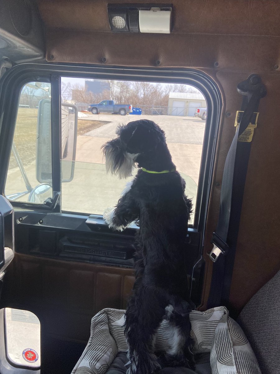 brian_butler80's tweet image. Happy 2nd Birthday to my baby boy Brewsky 🐕 #SchnauzerGang #GoodBoy #partyhard #farmdog