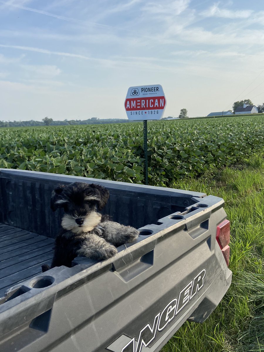 brian_butler80's tweet image. Happy 2nd Birthday to my baby boy Brewsky 🐕 #SchnauzerGang #GoodBoy #partyhard #farmdog