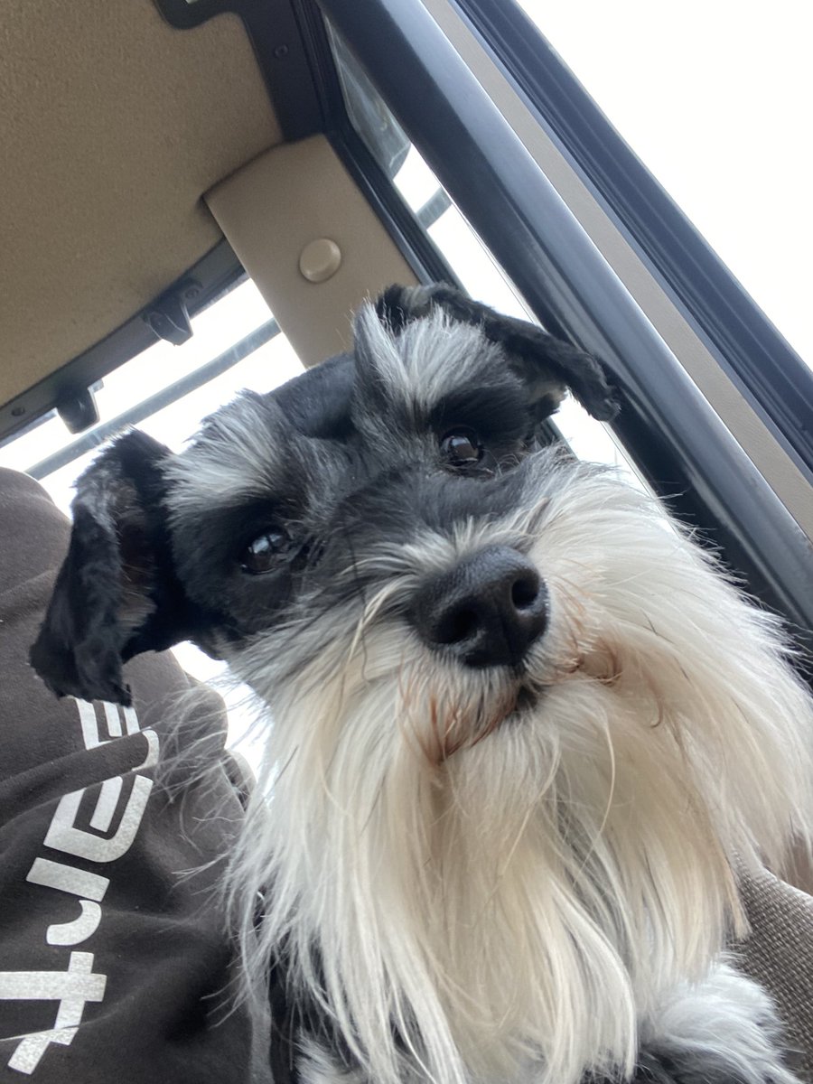 brian_butler80's tweet image. Happy 2nd Birthday to my baby boy Brewsky 🐕 #SchnauzerGang #GoodBoy #partyhard #farmdog