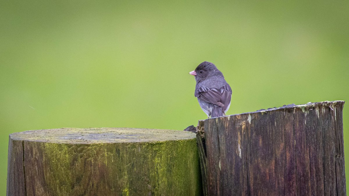 Some processed images of this mornings Dark-eyed Junco at Rattray #aberdeenshire 🏴󠁧󠁢󠁳󠁣󠁴󠁿 A brilliant find by Andy Carroll & I was lucky enough to arrive very shortly after Andy’s discovery #rightplacerighttime ⁦@BirdGuides⁩