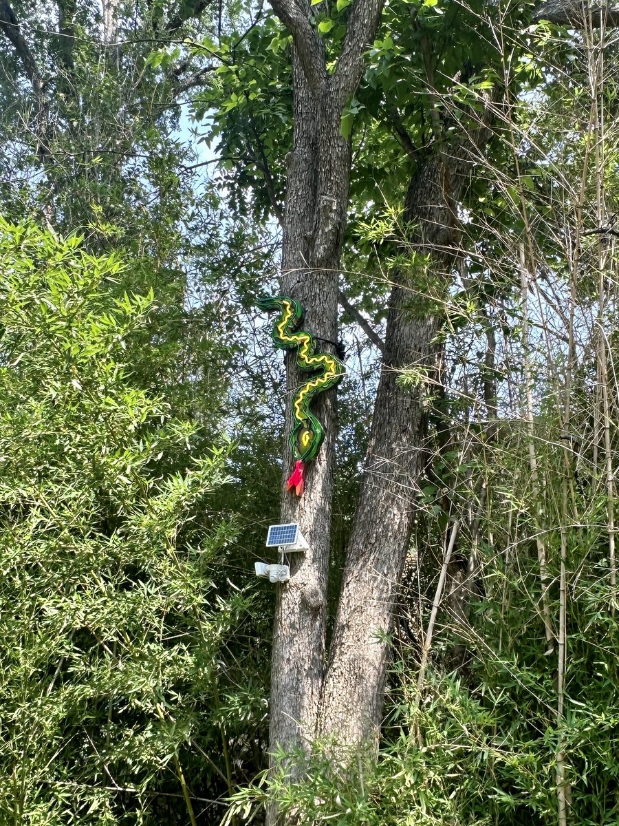 Snake found a home! 🐍