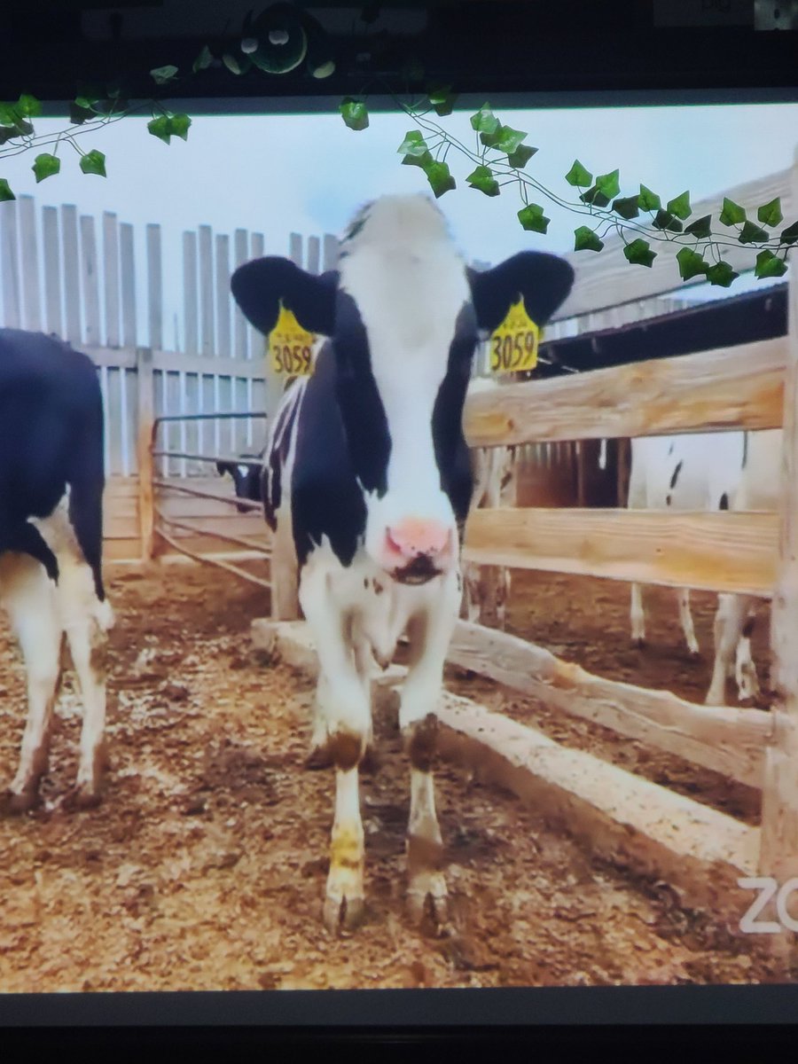 mrslape's tweet photo. Happening now in first grade...our farm chat with Willow, our adopted calf from the Adopt A Calf Program. https://t.co/jf57wGCKmR