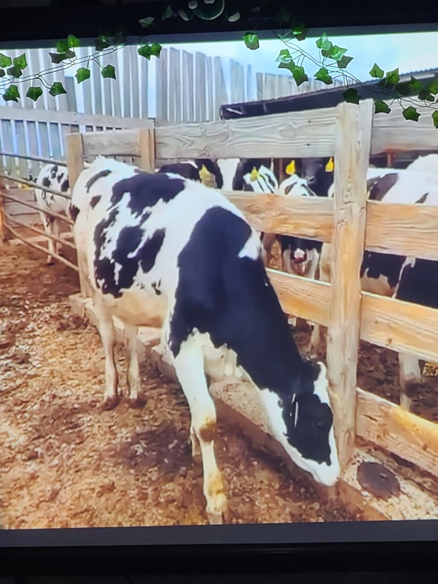mrslape's tweet photo. Happening now in first grade...our farm chat with Willow, our adopted calf from the Adopt A Calf Program. https://t.co/jf57wGCKmR