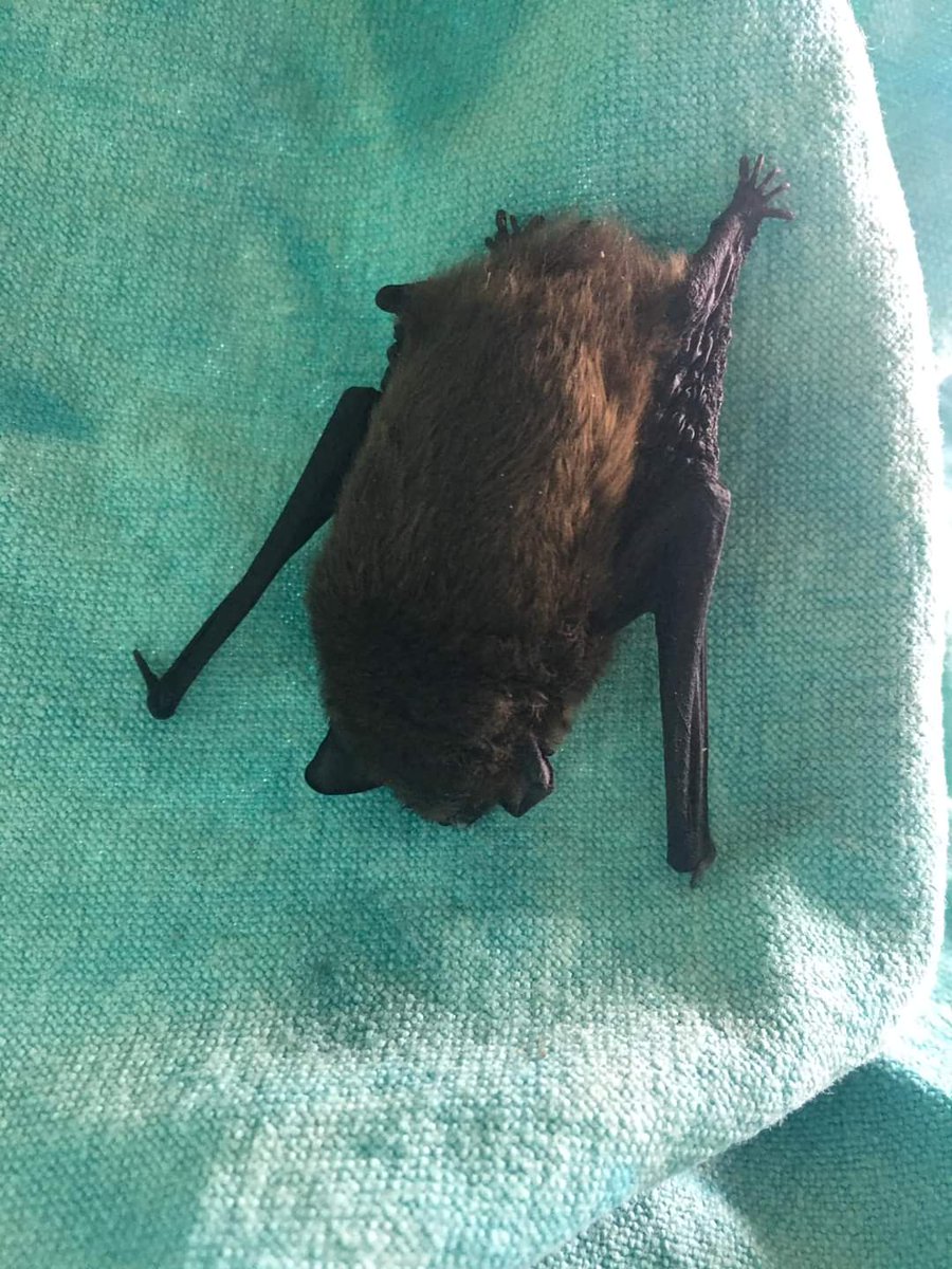 Bats are starting to get more active … and get into trouble. This common pipistrelle ended up in a plant pot and has become a little dehydrated over the bank holiday weekend. The bat is now in care, taking fluids under observation. #bats #batcare #conservation #wildliferescue