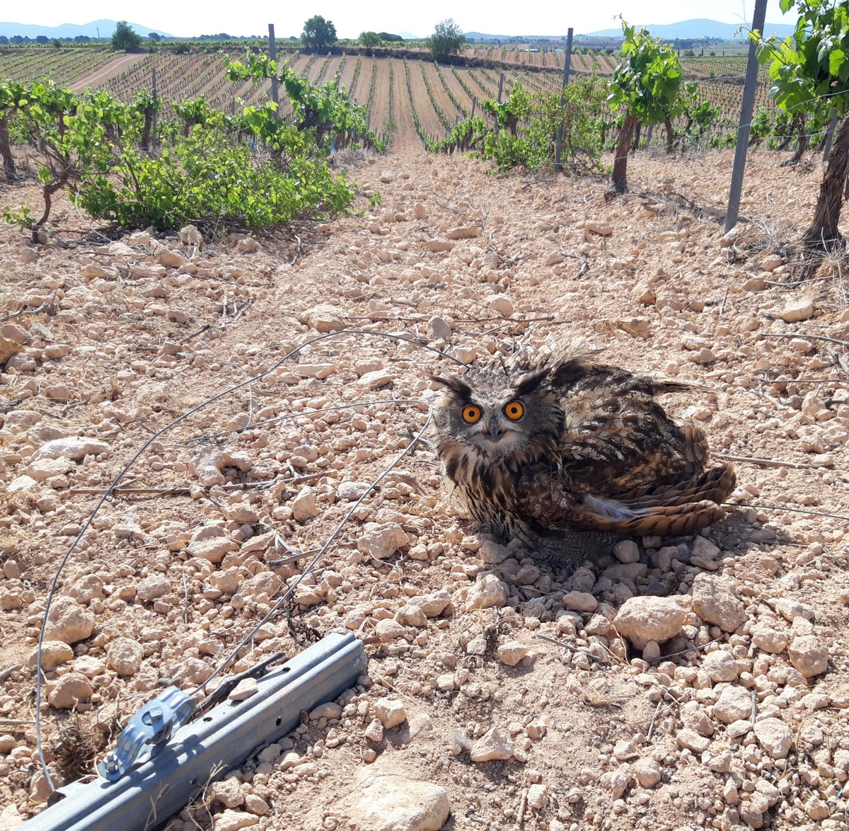 Hallado búho real enredado en alambre viñedo en espaldera #Requena
Recogida y traslado a CRF
Alambres pueden causar daños a fauna por colisión o atrapamiento. Importante minimizar uso y retirarlos del campo cuando ya no son necesarios
Agradecemos colaboración ciudadana por aviso.
