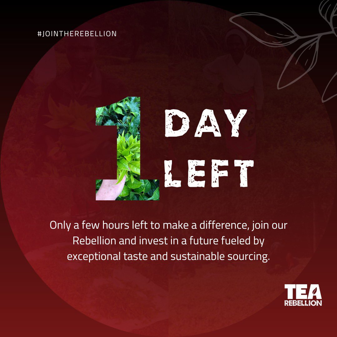 TeaRebellion's tweet image. With only a few hours left in our #crowdcube campaign, we thank you for your support and belief in our mission to revolutionize the #tea industry. Visit the campaign before it ends at 11:59 PM gmt. - lnkd.in/ePUesiyV