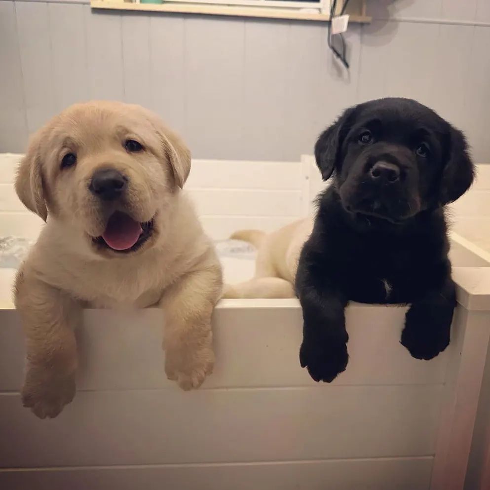 Bedtime shenanigans 🐾❤️ Lottie/Scoop. Rate This Cuteness 10-100??📷📷 - #dog #dogs #scotland #dogsoftwitter #Easter2023 #captainchaos #puppylove #puppies #goldenretriever