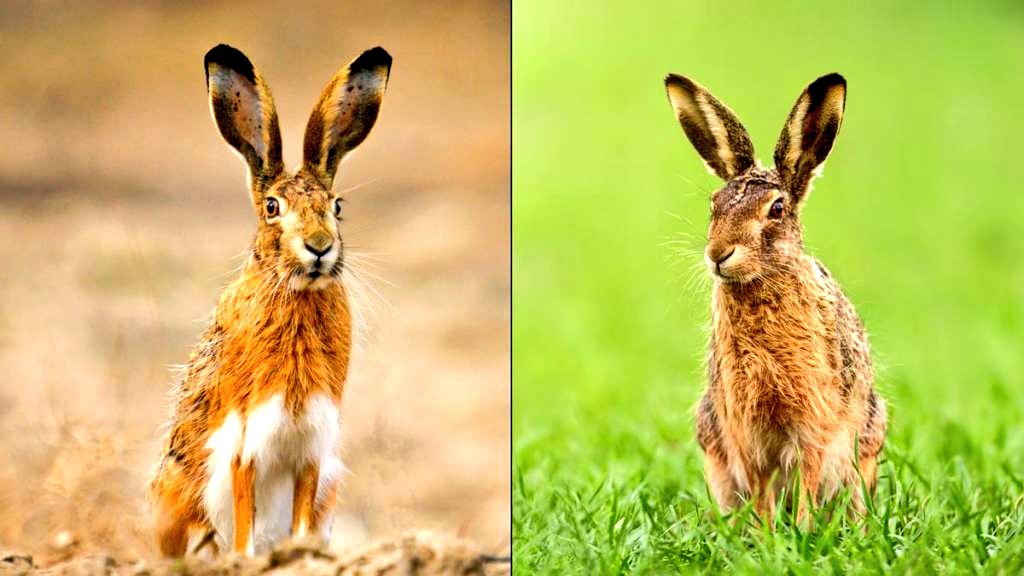 [Abro hilo]

Receta de la Liebre a la Royale actualizada en los 70 por <a href="/PaulBocuse/">Paul Bocuse - Le Restaurant Gastronomique</a>
No es la temporada lo reconozco pero igual os puede interesar por su tecnicidad y resultado.
Se trata d la variante del Senador Aristide Couteau, politico y gastrónomo en 1898.
<a href="/AmbassadeLlivia/">Ambassade de Llívia</a> 
🇨🇵