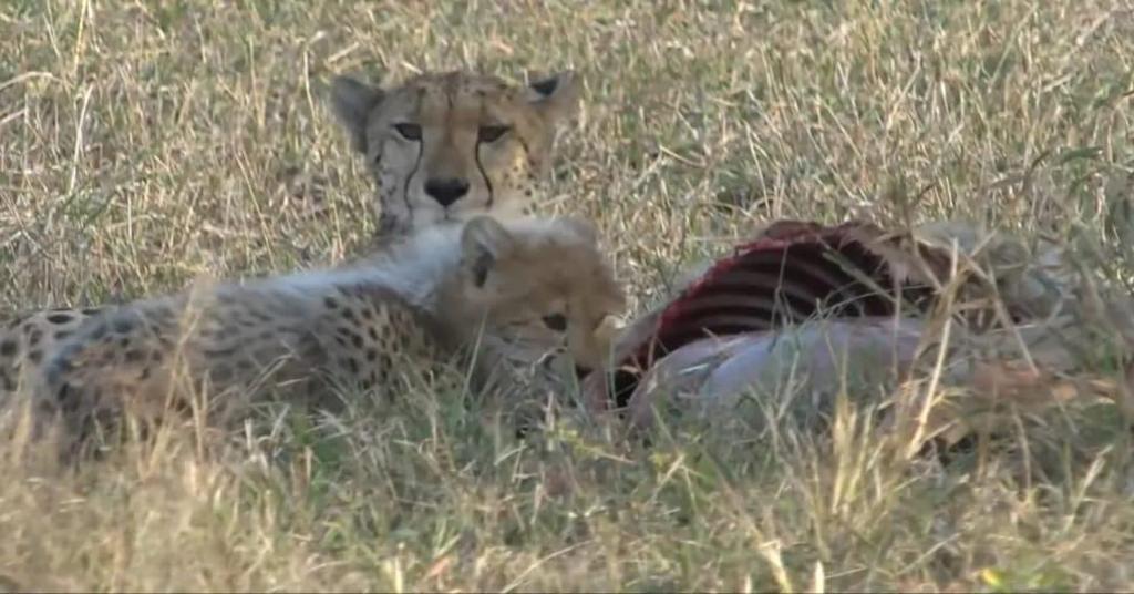 KUZOgroup's tweet photo. We were so fortunate to see and learn about this beautiful girl on our last Conservation Safari. Now, we're ecstatic to be able to share that she has babies! For the African cat that's moving most rapidly toward extinction, this is huge! #conservation #cheetah #protectwhatyoulove https://t.co/XEESs6WSKp