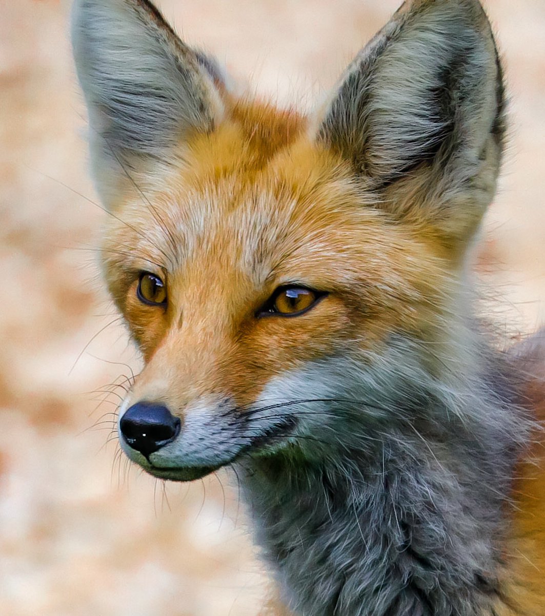 @SiKImagery #animalshots
This is my fav fox image I took in Beaver Creek,Colorado 
a couple years ago. Can’t get enough 🦊 pics.📸