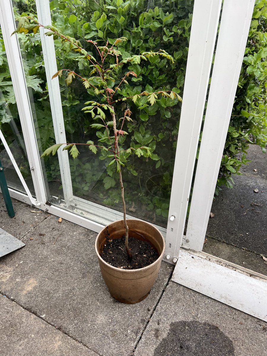 DebbieMonckton's tweet photo. Visited Lambeth Community Care Centre today to plant the tree saplings received from the woodland trust in the garden.  
Green space is really important as is, creating the best environments for patients and staff. https://t.co/lNUQ8VyvEy