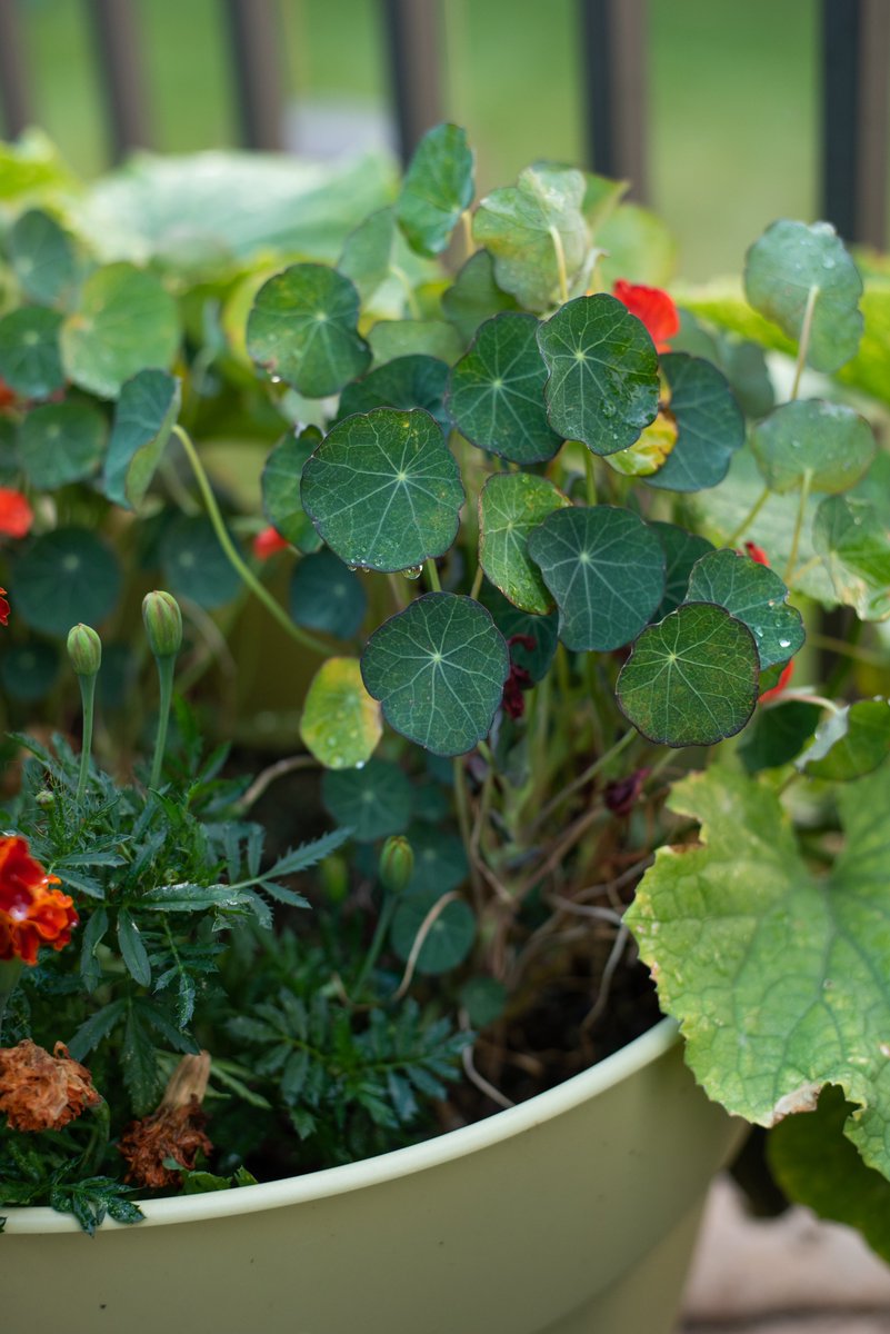 Mrs. HoegLaw tweet media