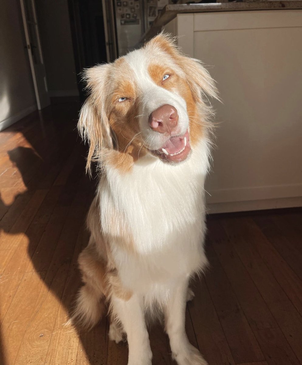 Animalitos para curar la depresión (@animalitostw_) on Twitter photo 