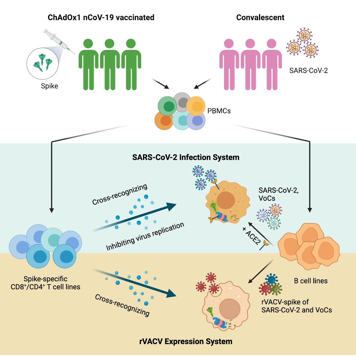 Tao Dong Group (@taodonggroup) on Twitter photo In our latest article published in <a href="/CellReports/">Cell Reports</a>, we developed two systems capable of evaluating #TCell responses to naturally processed & presented #SARSCoV2 antigens.
Read more here: cell.com/cell-reports/p… In our latest article published in <a href="/CellReports/">Cell Reports</a>, we developed two systems capable of evaluating #TCell responses to naturally processed & presented #SARSCoV2 antigens.
Read more here: cell.com/cell-reports/p…