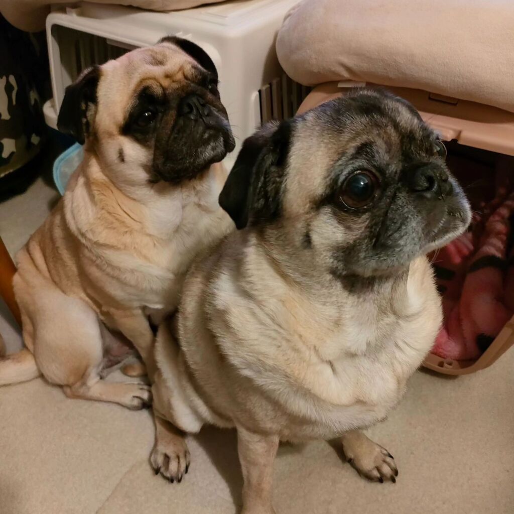 brewry_days's tweet photo. 今��の序列😁
#序列 　#パグ　#ぱぐ 　#多頭飼い 
#pug https://t.co/WBMgDbIL5G
