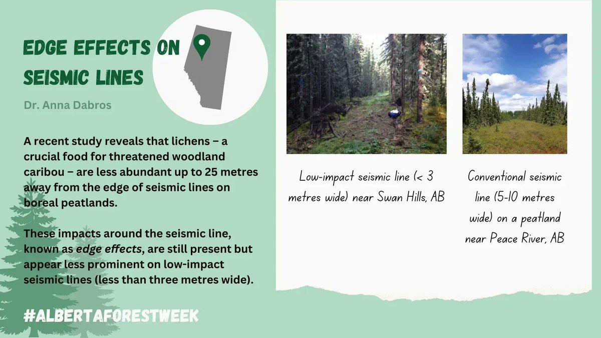 northern_norton's tweet photo. #AlbertaForestWeek🌲 Day 2: A recent study from Dr. Anna Dabros reveals that lichens - a crucial food for #caribou - are less abundant up to 25m away from the edge of seismic lines on boreal peatlands.
#ABForestWeek #SciComm https://t.co/To4GZEjUyG