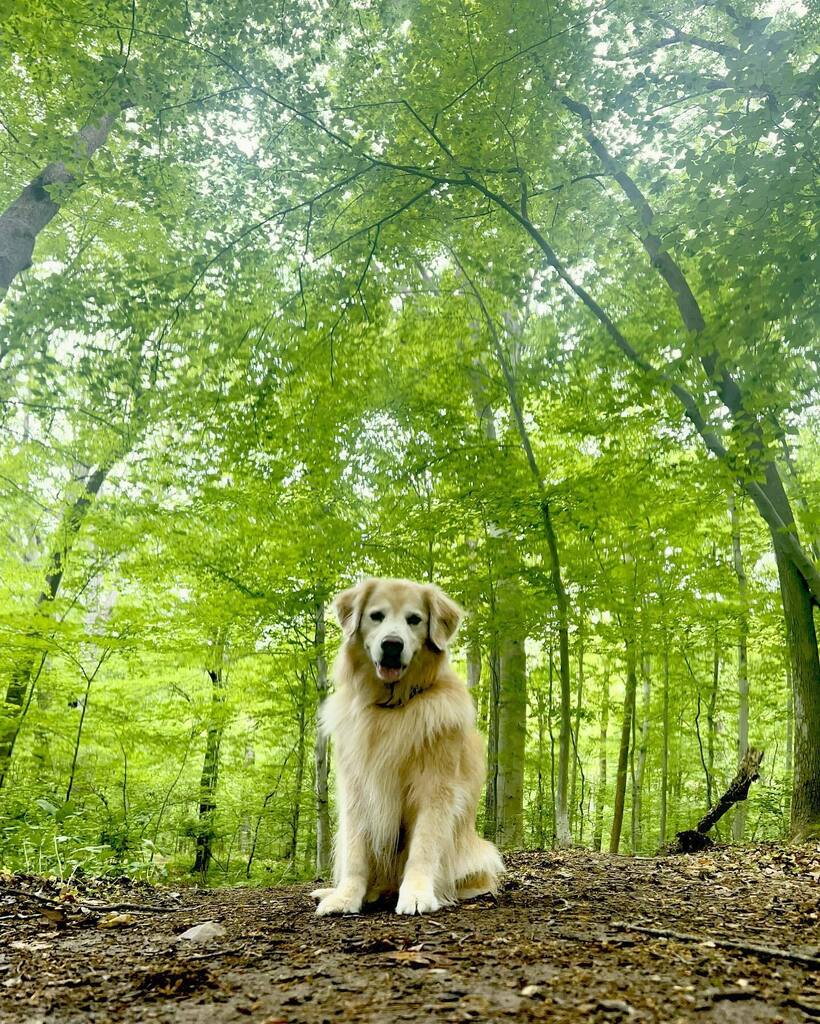 TheGoldenRatio4's tweet photo. Yes hello! I am Vink, forest sprite! https://t.co/MQIT0OXfPl