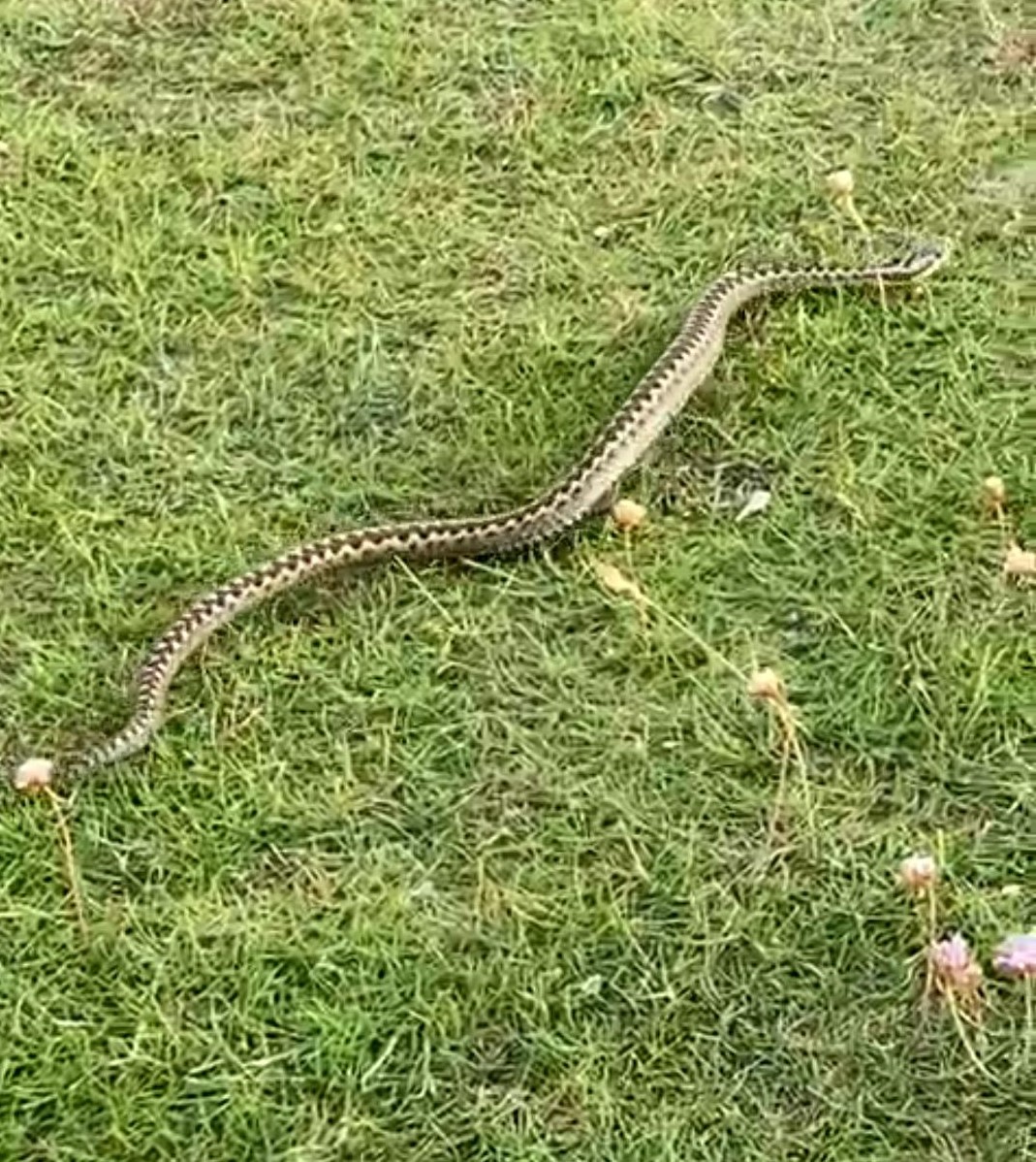 Adder awareness
The adder is the UK's only venomous snake, they are protected in the UK. Be aware when walking and keep your dog on a lead
northwaleswildlifetrust.org.uk/.../rept.../ad…
<a href="/NWWT/">Nelson Tovias</a>