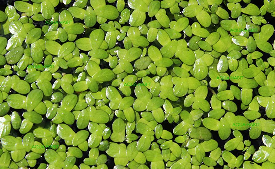 demi_farm's tweet image. Duckweed

#Duckweed is a small aquatic plant that grows quickly and can be harvested and dried for use as a high-protein feed supplement. 

It can be used as a feed source for animals such as chickens, pigs, and fish too.

We hope you have learnt something new!
