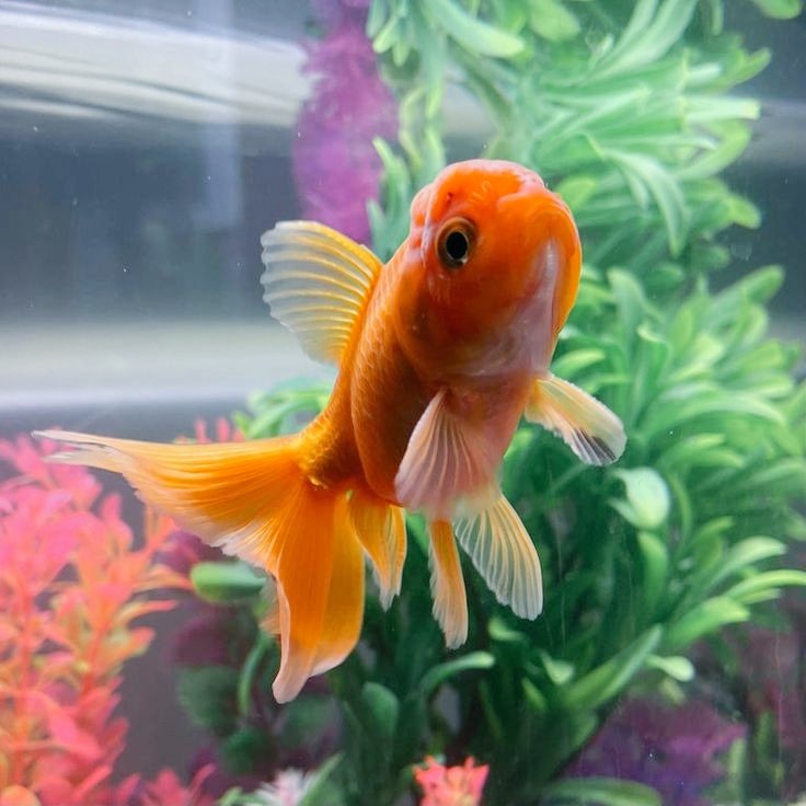 MLEYOTT JOLII 🫠🫠
Mana coba manaa tadi manucya yang bilang joli lucu cama imutt, mauu liaatt 🫣