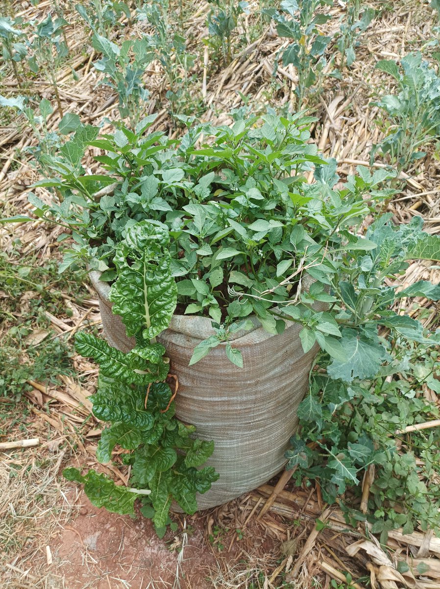 Preparations for nursery establishment are underway.
It possible to have a successful kitchen garden for both fruits and vegetables in even in urban setup. 
It is not all about space, be Passionate.
It be done even in flower pots or polybags👌 
This is where our journey begins.