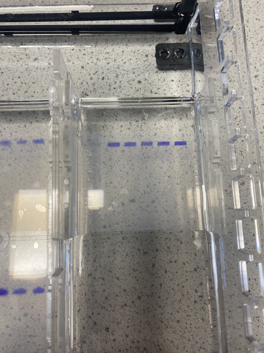 TrentBio's tweet photo. Genetic fingerprinting as a treat for  Yr13! Our last ever practical! @TrentCollege https://t.co/hVVFOEvvRx