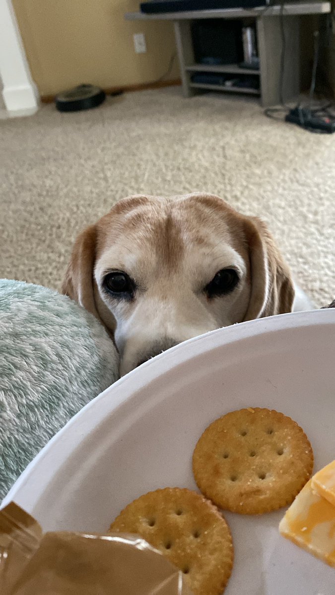 RileyBeagle tweet media