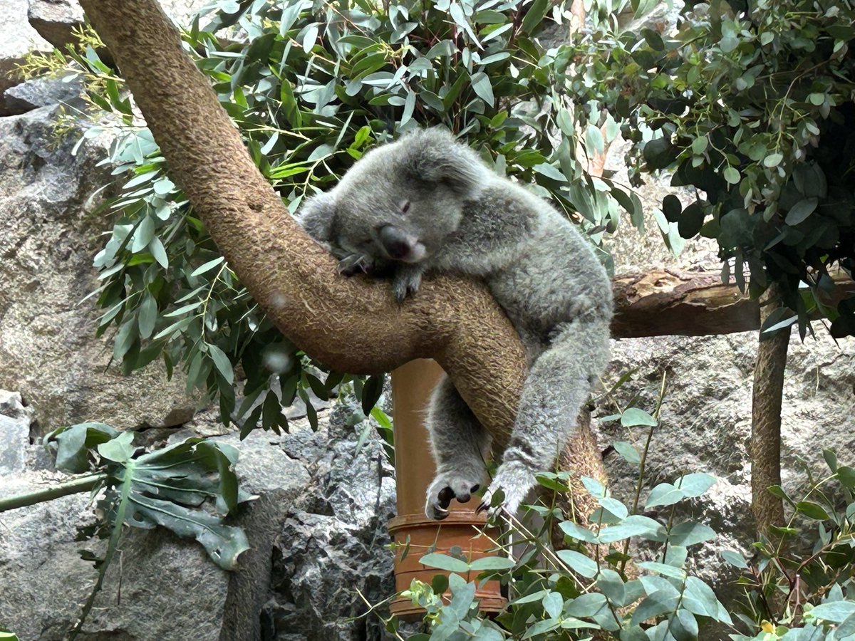 A good day with S1 pupils. <a href="/EdinburghZoo/">Edinburgh Zoo</a>