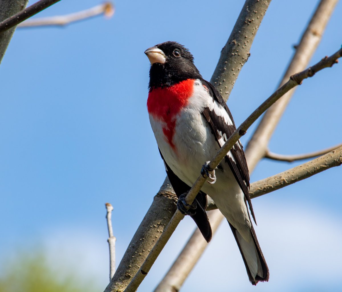 GlaszArtcom's tweet photo. A male rose-breasted grosbeak. One of my favorite spring arrivals! #RoseBreastedGrosbeak #Grosbeaks #Grosbeak #Birds #Nature #Spring #SpringMigration #BirdPhotography #WildlifePhotography #NaturePhotography #CanonPhotography #BirdsOfInstagram #MaineBirds #Maine #NewEngland https://t.co/wFAJlnTNDn