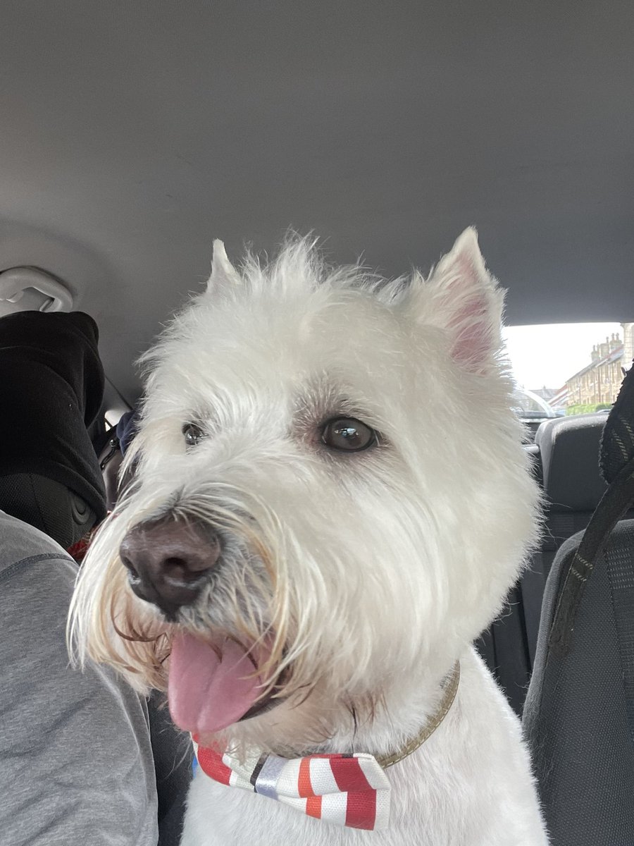 Bobby Watson RIP Busby Watson, Archie, Winston ❤️ tweet media