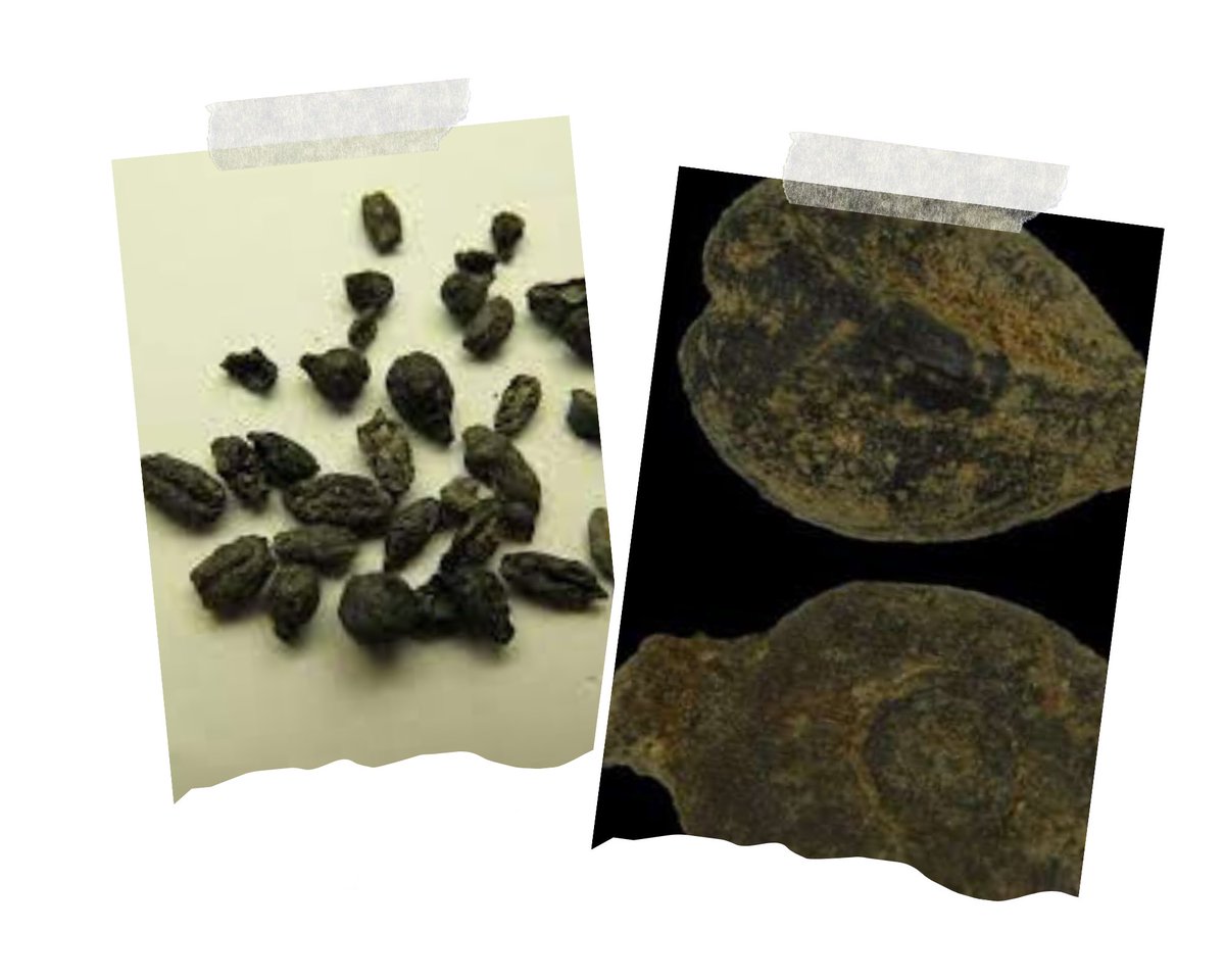 LizPalmer_Wine's tweet photo. Ancient wine grapes related to today's grape varieties, research shows…liz@liz-palmer.com
#winenews #winescience #science #research #grapes #wine #winelovers #grapeseeds #physics #DNA #ancientgrapes #grapevarieties #tuesday #tuesdayvibes https://t.co/qe01ELaHPt