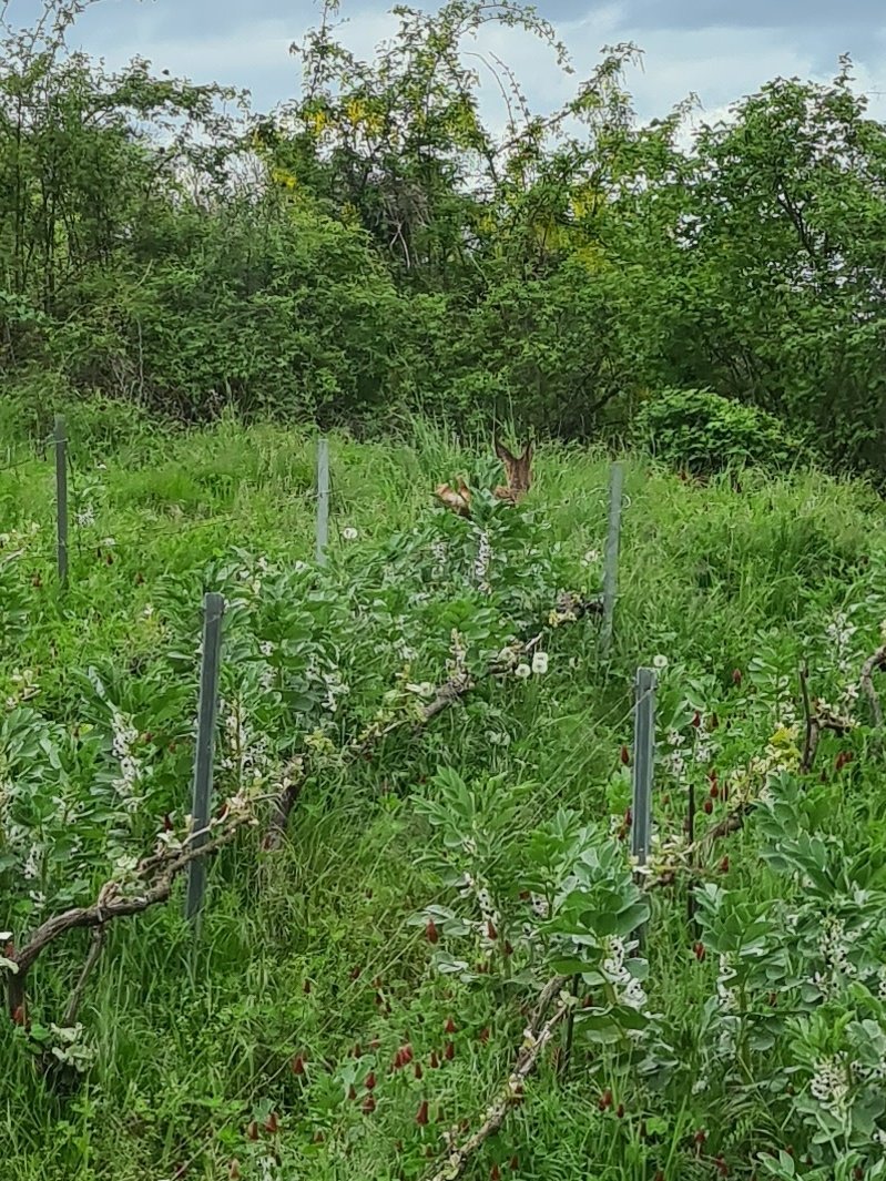 benoit51390's tweet photo. [Ça c'est passé samedi!]

D'habitude, dans les couverts j'ai tendance à déranger des 🐇, bah, samedi c'était un chevreuil.
Et vu le nombre de bauges trouvées, ce n'était pas la première fois qu'il venait!🦌🤓

#Champagne
📍#Vrigny
📌#LesFormonts 
🍇#Meunier https://t.co/YxM56G4Lvx