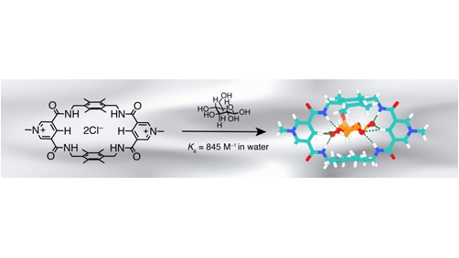 ChemEurJ's tweet image. Dynamic Approach to Synthetic Lectin for Glucose with Boosted Binding Affinity through C-H Hydrogen Bonds (W. Liu et al.) @vincentchem and #lectin #glucose #diabetes onlinelibrary.wiley.com/doi/10.1002/ch…