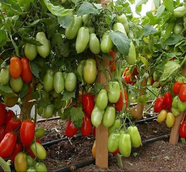 If you like Tomato farming please like and retweet before they come to ask what variety is this.