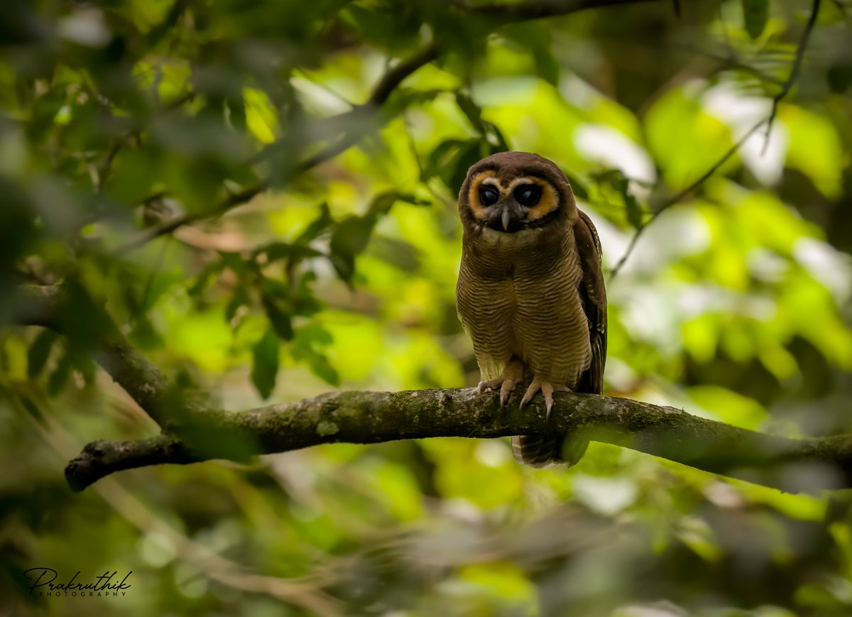 Brown Wood Owl in its Territory..

#birdphotography
#saiprakashav #prakruthikphotography

@FawpsIndia @NatureIn_Focus @ParveenKaswan @vikas_meena_ifs @RathikaRamasamy @tourofnilgiris @NatGeoPhotos @birdcountindia @BirdWatchingMy @BirdGuides @SVSifs @natgeowild @OutdoorPhotoMag