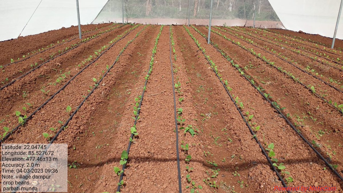 Dist_Kendujhar's tweet photo. Farmers in Keonjhar district are benefiting from initiatives under Agriculture Production Cluster, funded under #DMFKeonjhar

Smt. Minati Munda has successfully cultivated Cow Pea &amp; Coriander in a 'Protected Poly House' on 0.1 Ac land. Estimated additional income is ₹50,000 p.a. https://t.co/LeOfG45pV8