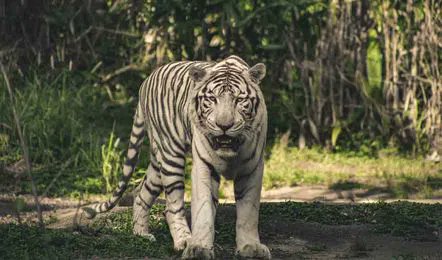 vizag_community's tweet photo. White Tiger Kumari dies at Vizag ZO0. The cause of death was multi-organ failure. kumari was born in 2004(19years) and given
birth to 9 white tiger cubs during her 16 years of life span in Vizag zoo.
#Whitetiger #zoo #vizag #vizagzoo 
#vizagcommunity #multiorganfailure #life #Cub https://t.co/uSnBTfToYU