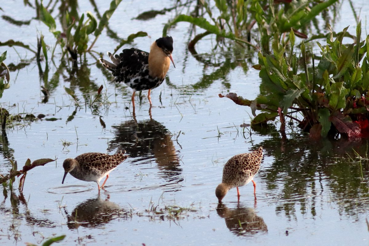 The different stages of Ruff are gorgeous, what a lovely wader it is!!🥰#NorfolkCoastline