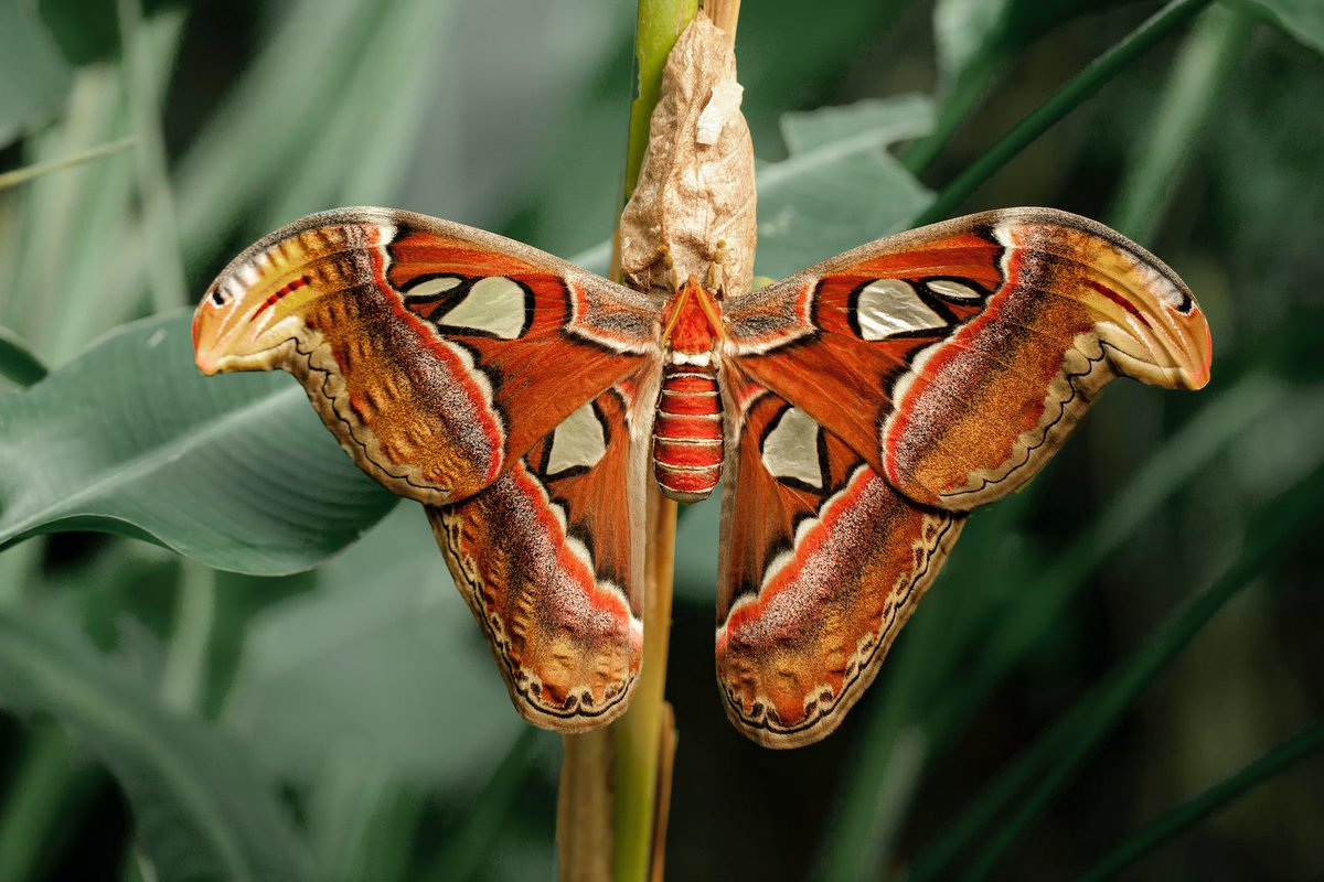 Beautiful butterfly. Relaxing piano music YouTube channel: youtube.com/@calm_and_beau…  #Butterfly #butterflies