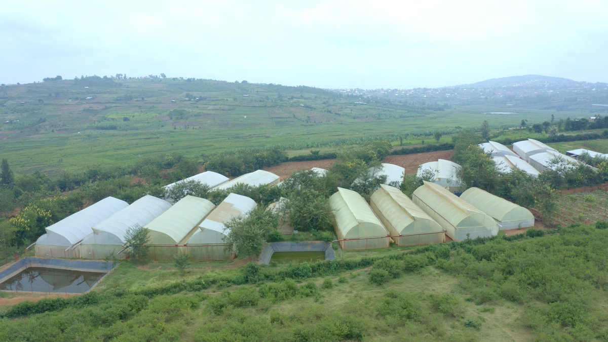 RwandaAgri's tweet photo. Can you tell us 5 advantages of greenhouse farming? 
#Rwanda #AgriUpdatesRw 🧑‍���🥦🍅🫑 https://t.co/soCuFq56OY